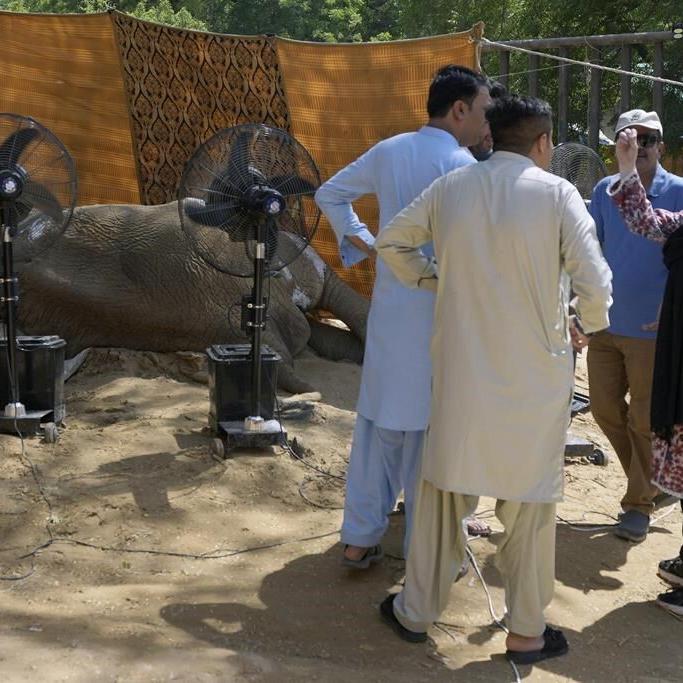 Elephant dies at Pakistani zoo days after procedure